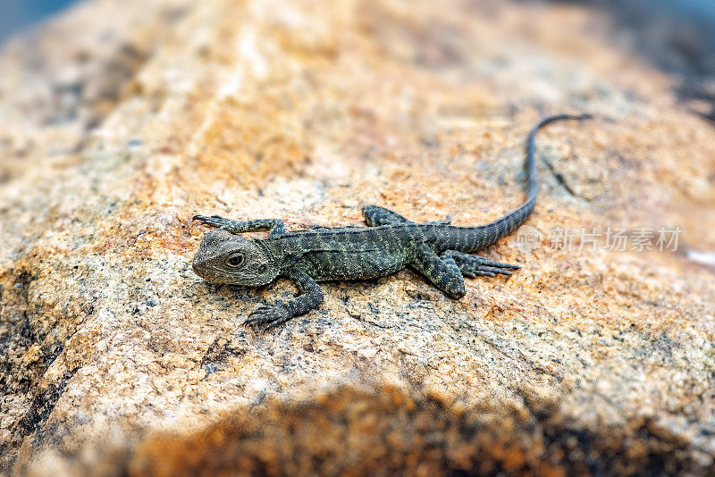 小Jacky Dragon (Amphibolurus muricatus)